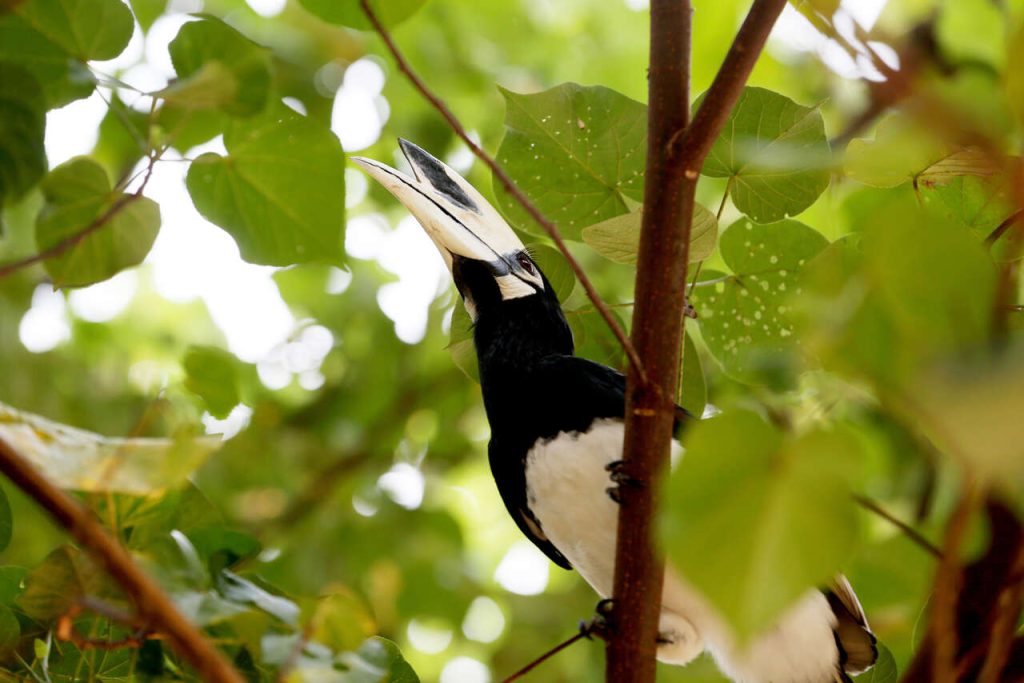 Oriental pied hornbill on Koh Yao Noi. 