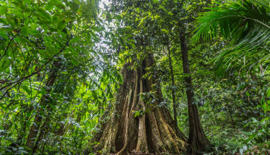 See a 65-metre tall mangrove tree.