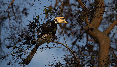 Go bird watching on Koh Yao Noi.