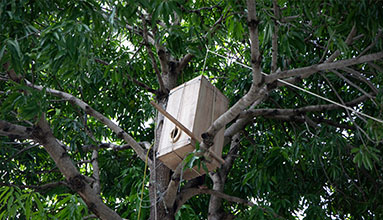 Build homes for the local Hornbill population.