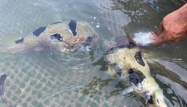 Tour a fish farm.